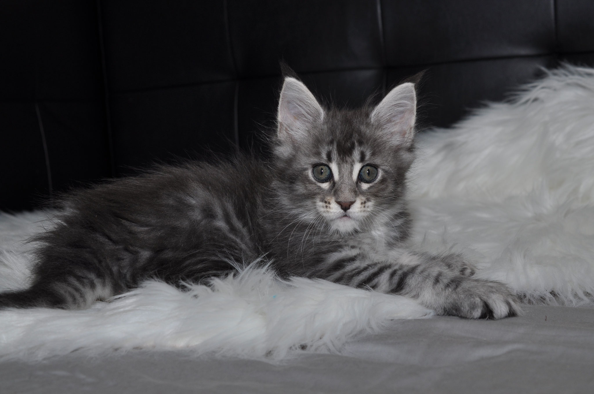 A cat laying on top of some white feathers