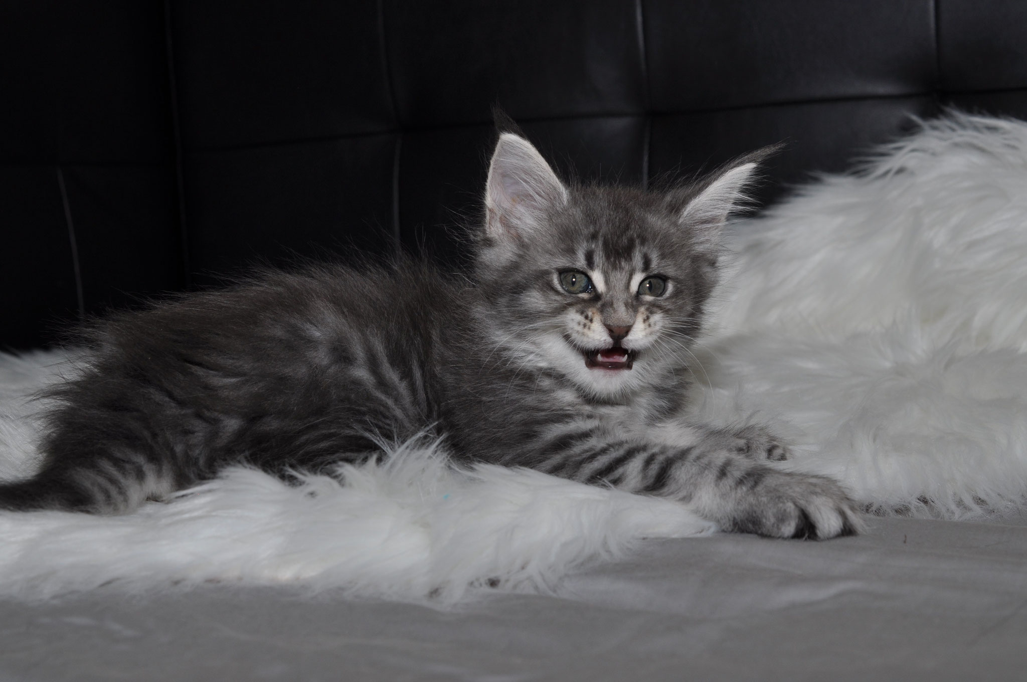 A cat laying on top of a white rug.