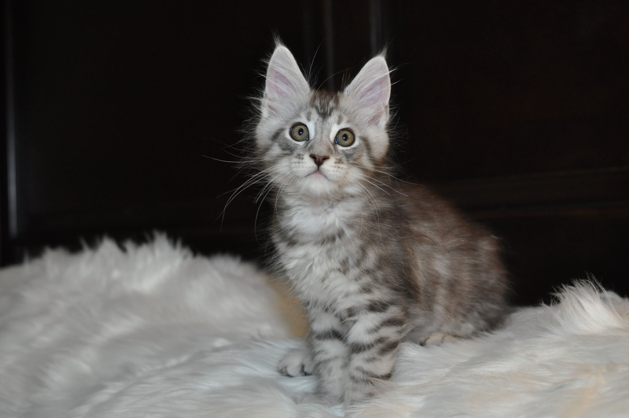 A cat that is sitting on some white fur