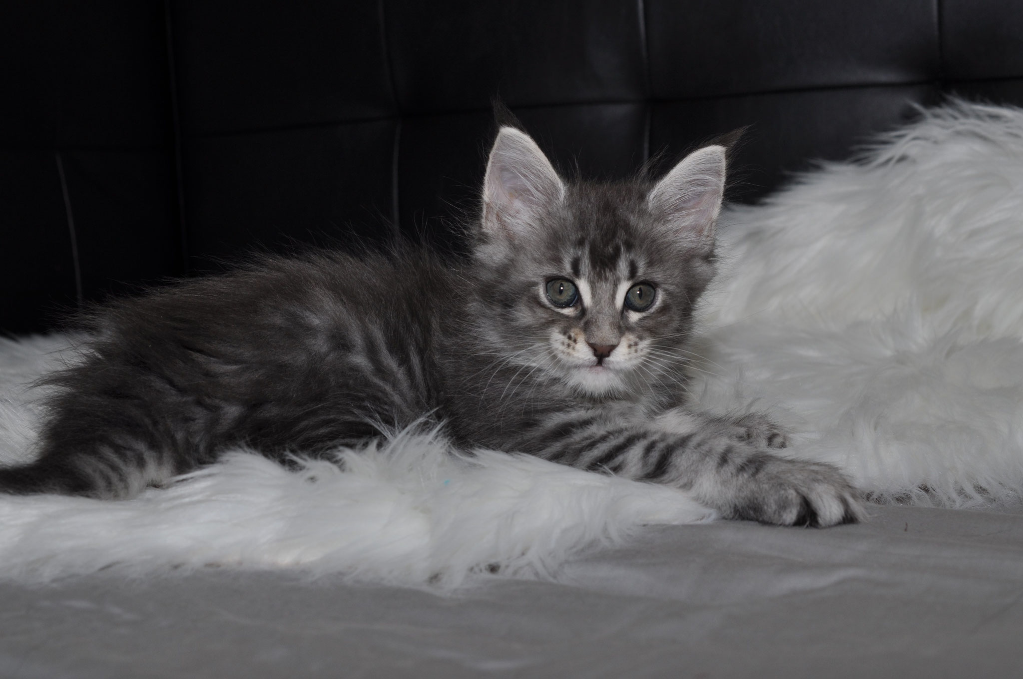 A cat laying on top of some white fur