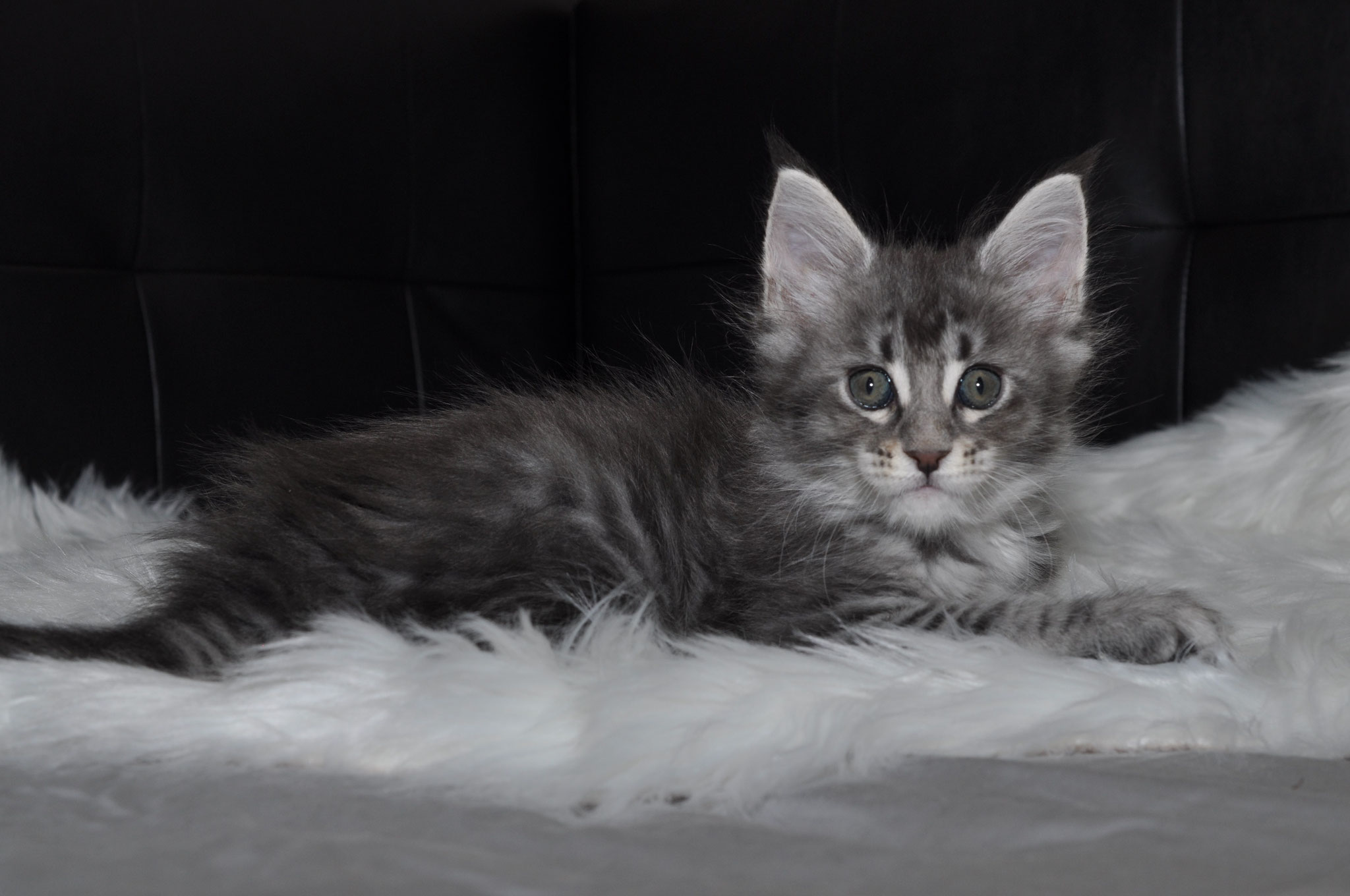 A cat laying on top of a white blanket.
