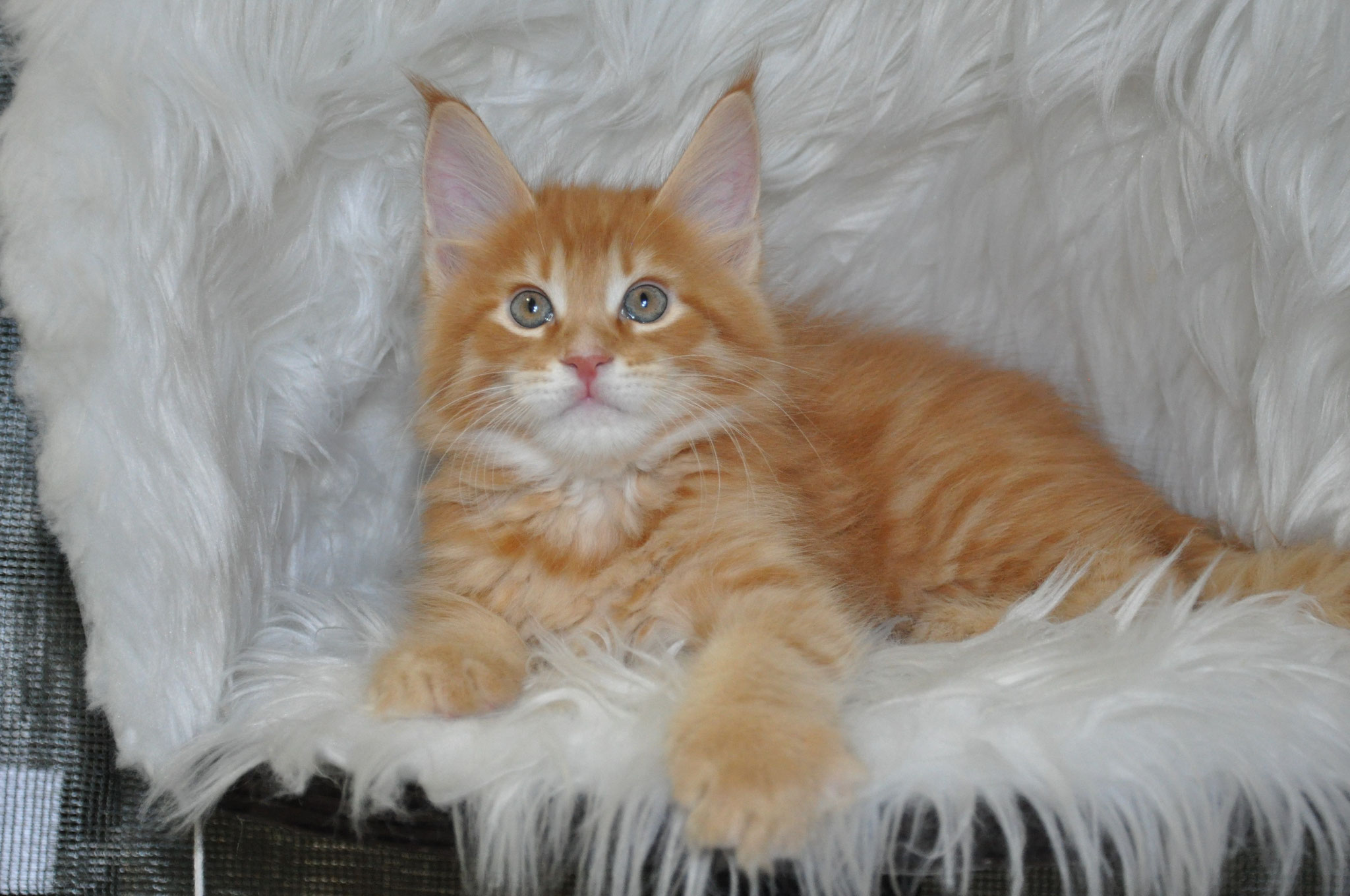 A cat that is laying down on some fur