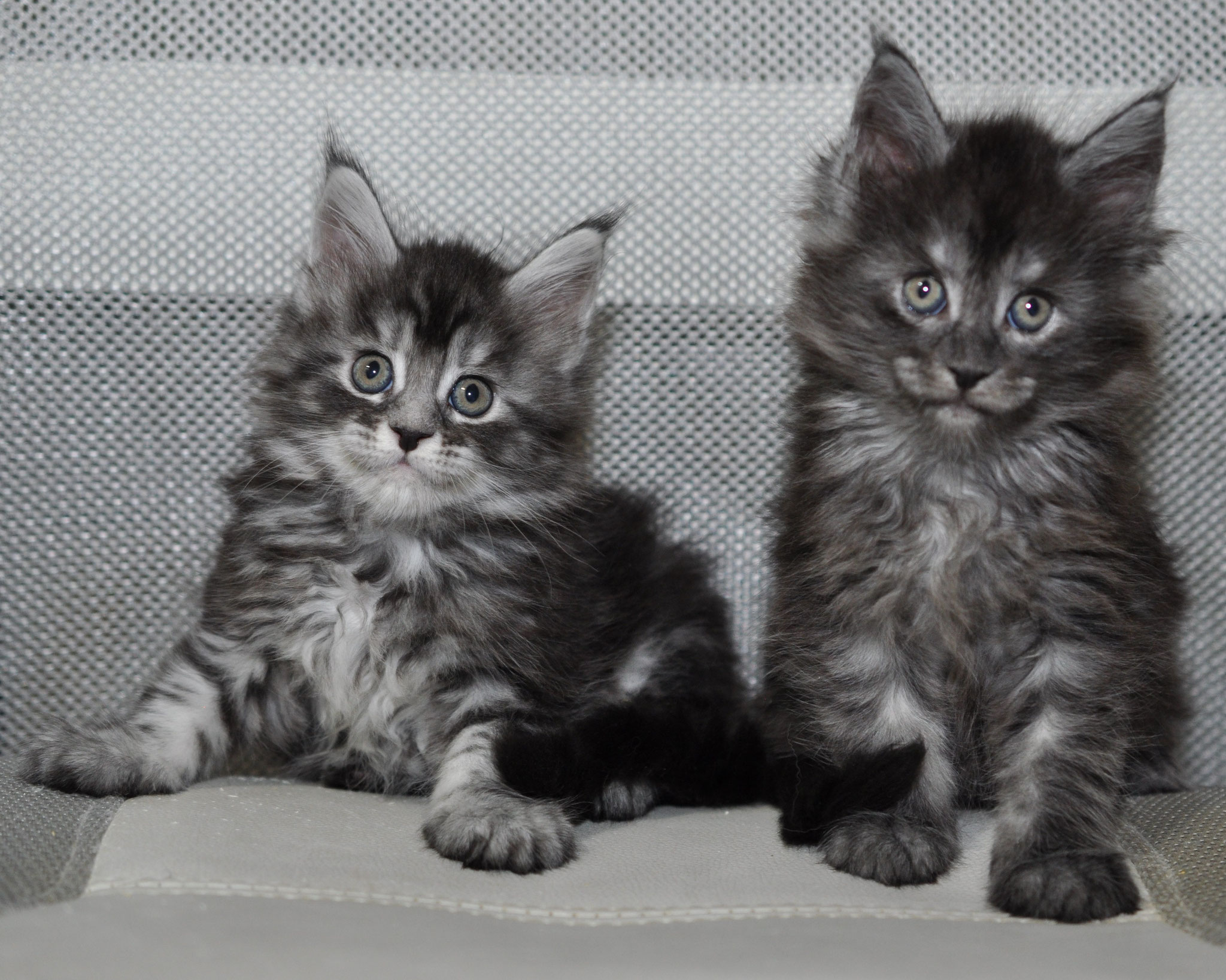 Two kittens sitting on a couch looking at the camera.