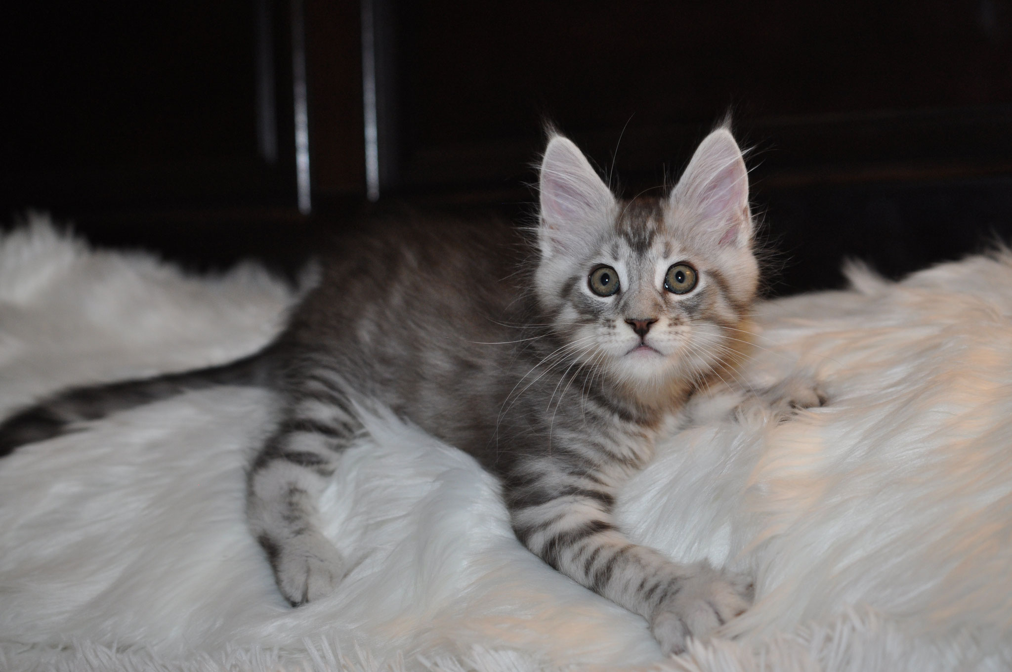 A cat that is laying down on some fur