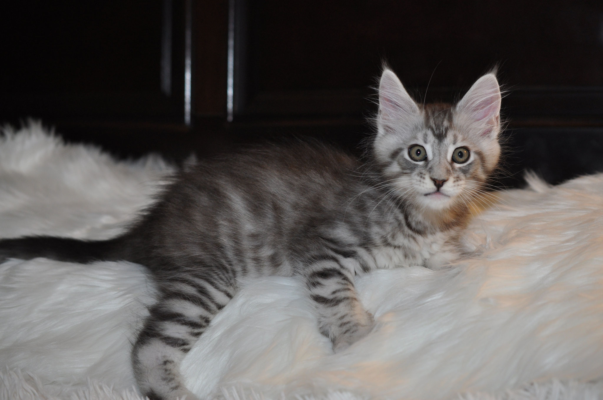 A cat is laying on the bed looking at the camera.