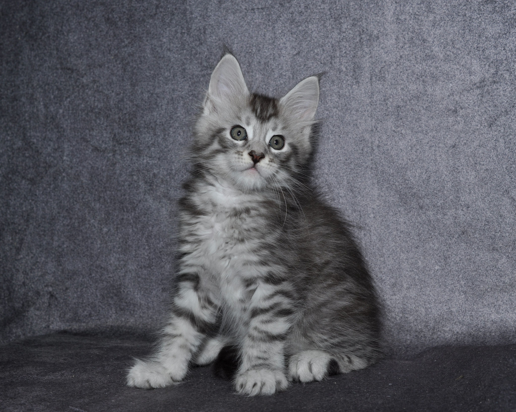 A cat sitting on top of the ground.