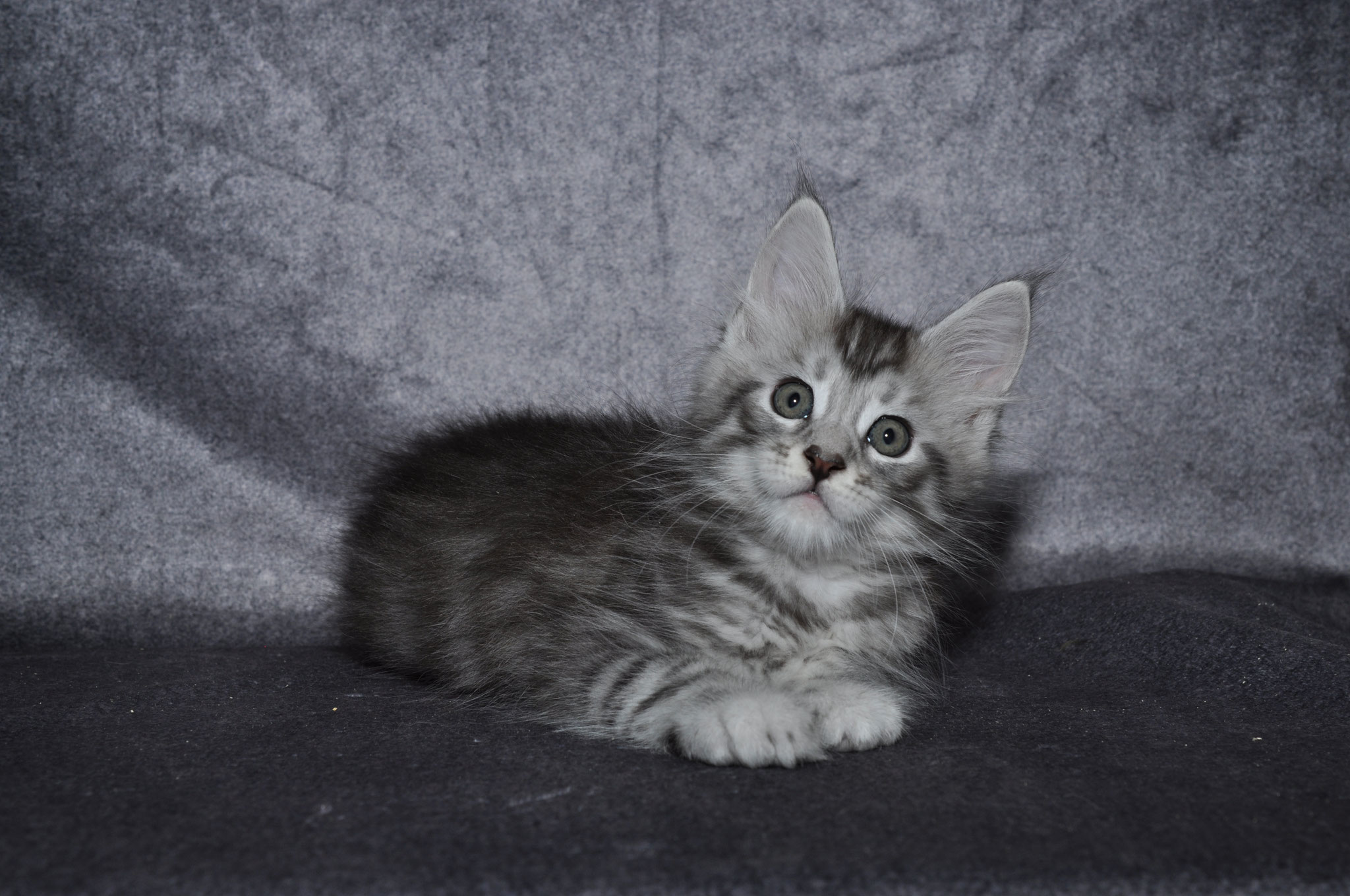 A cat that is laying down on the ground.