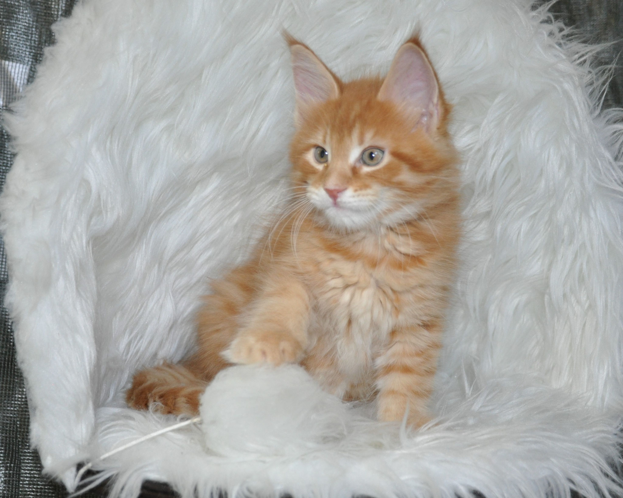 A cat sitting on top of a white blanket.