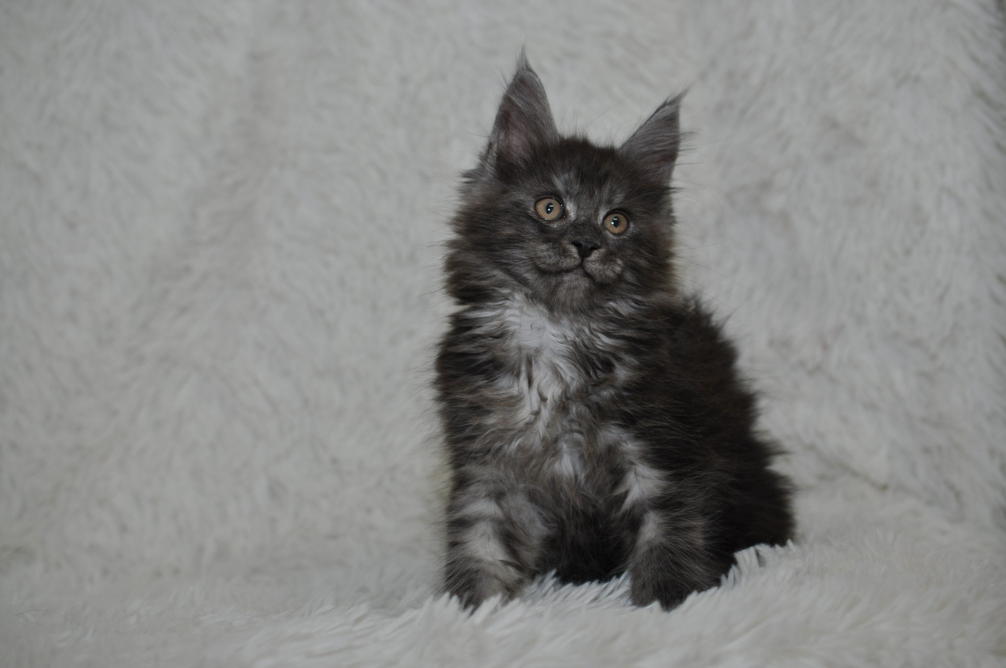 A fluffy cat sitting on top of the floor.