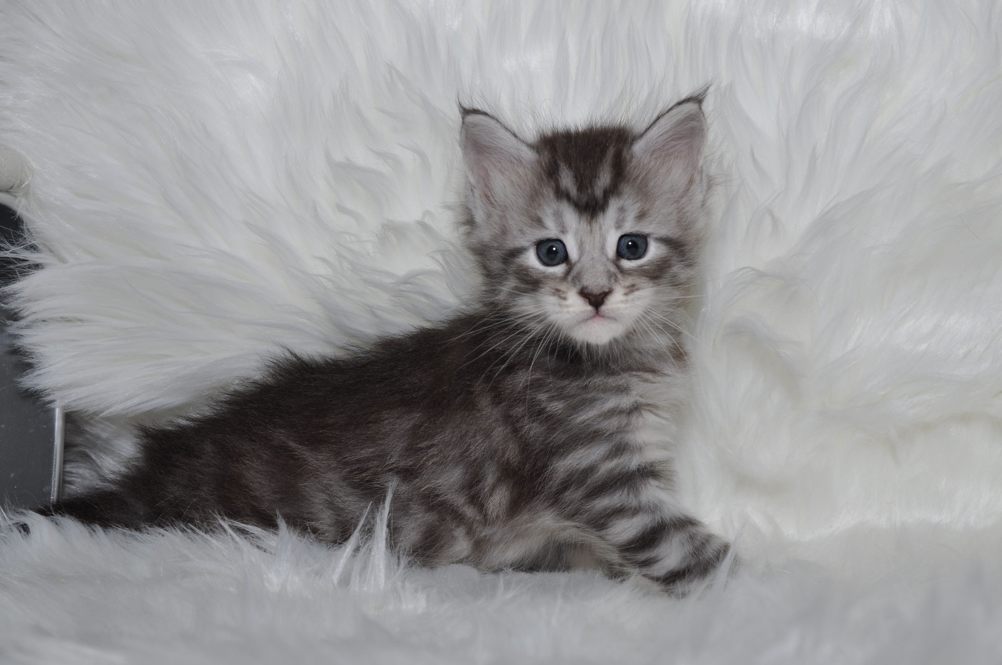 A kitten is sitting on the fur of a blanket.
