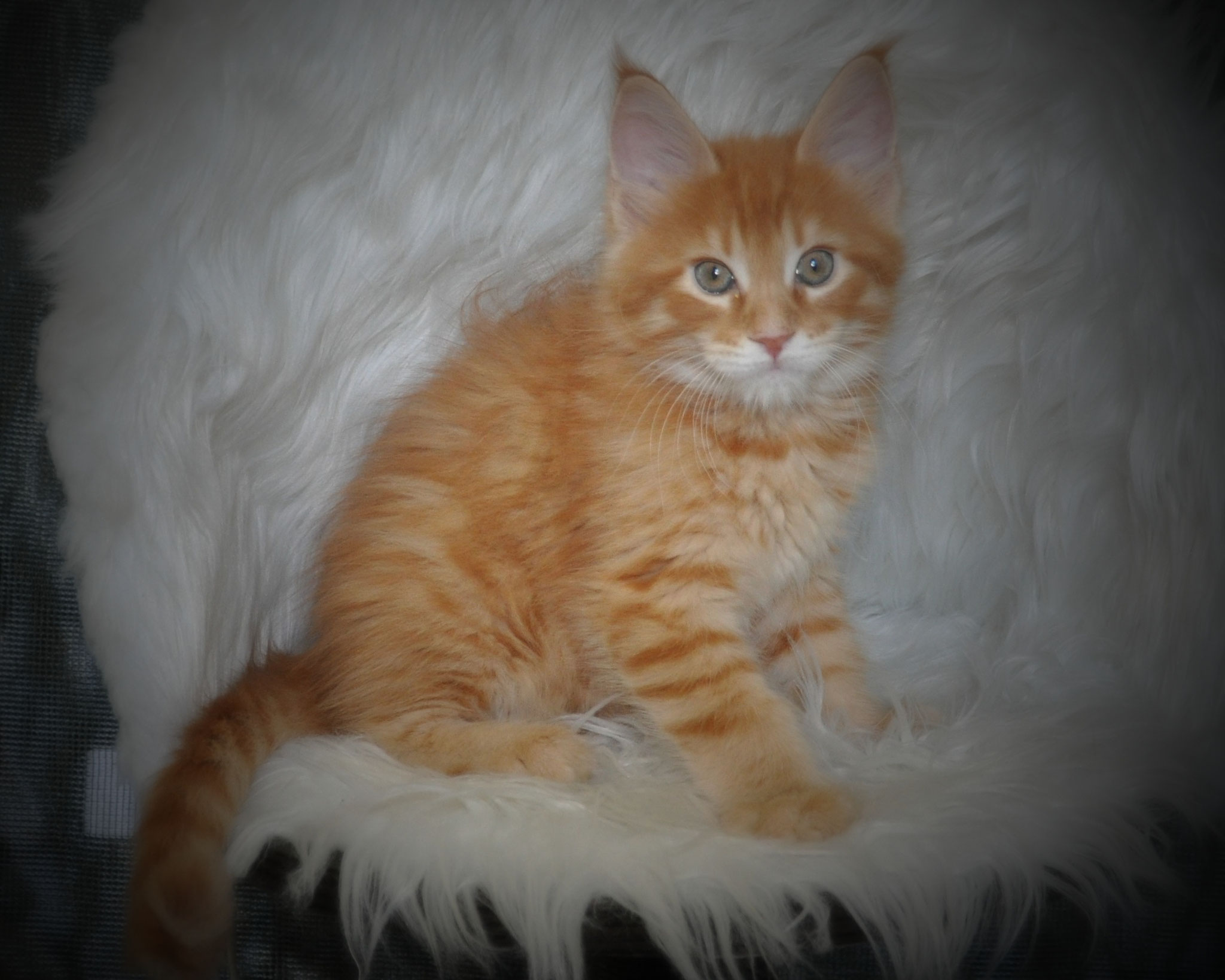 A cat sitting on top of a white blanket.