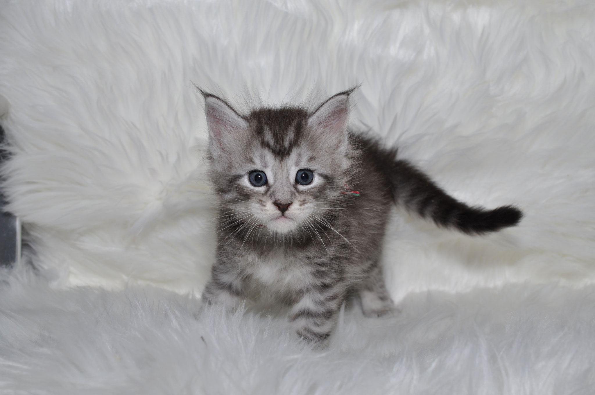 A kitten is sitting on top of the blanket.