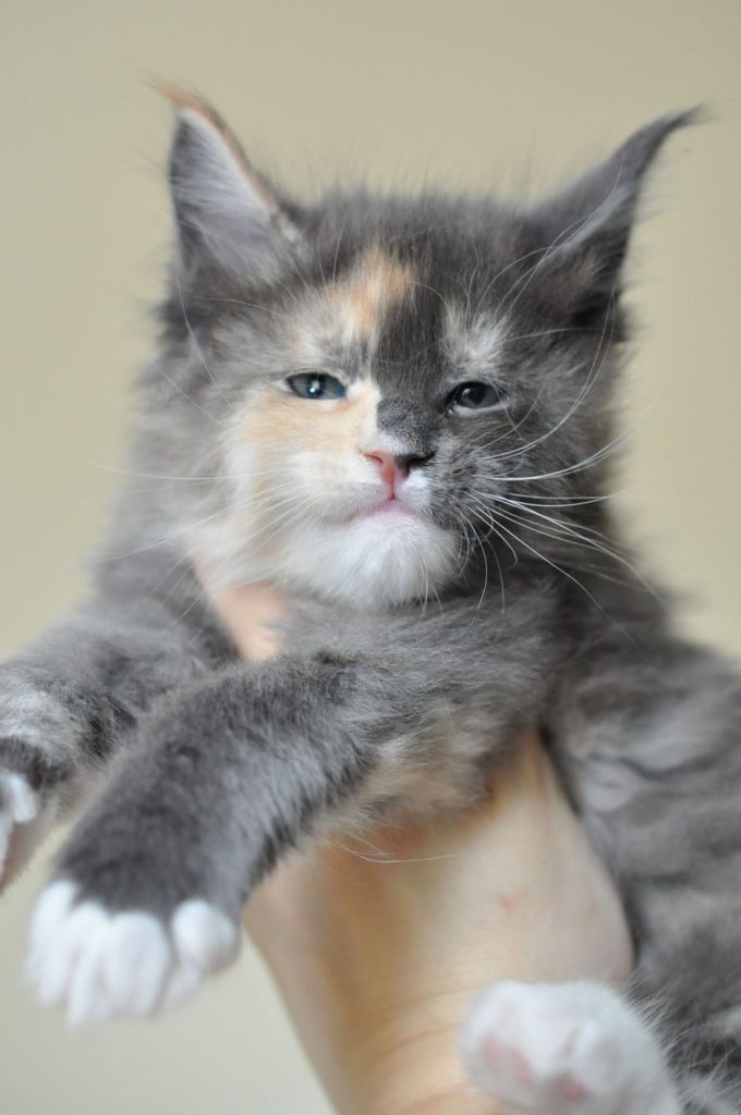 A cat is sitting on its hind legs.