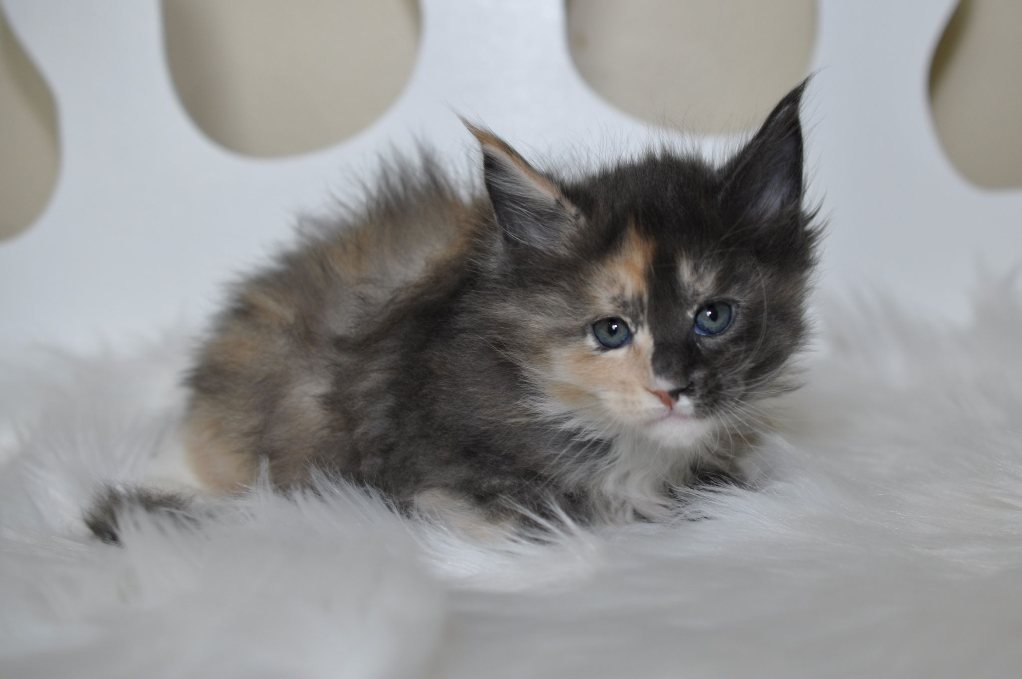 A fluffy kitten is sitting on the floor.