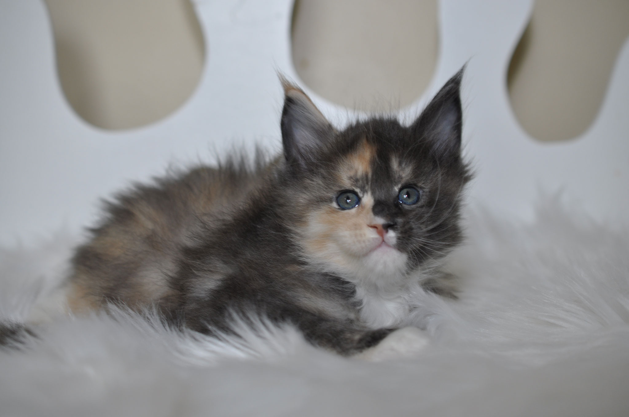 A fluffy kitten is laying on the bed.