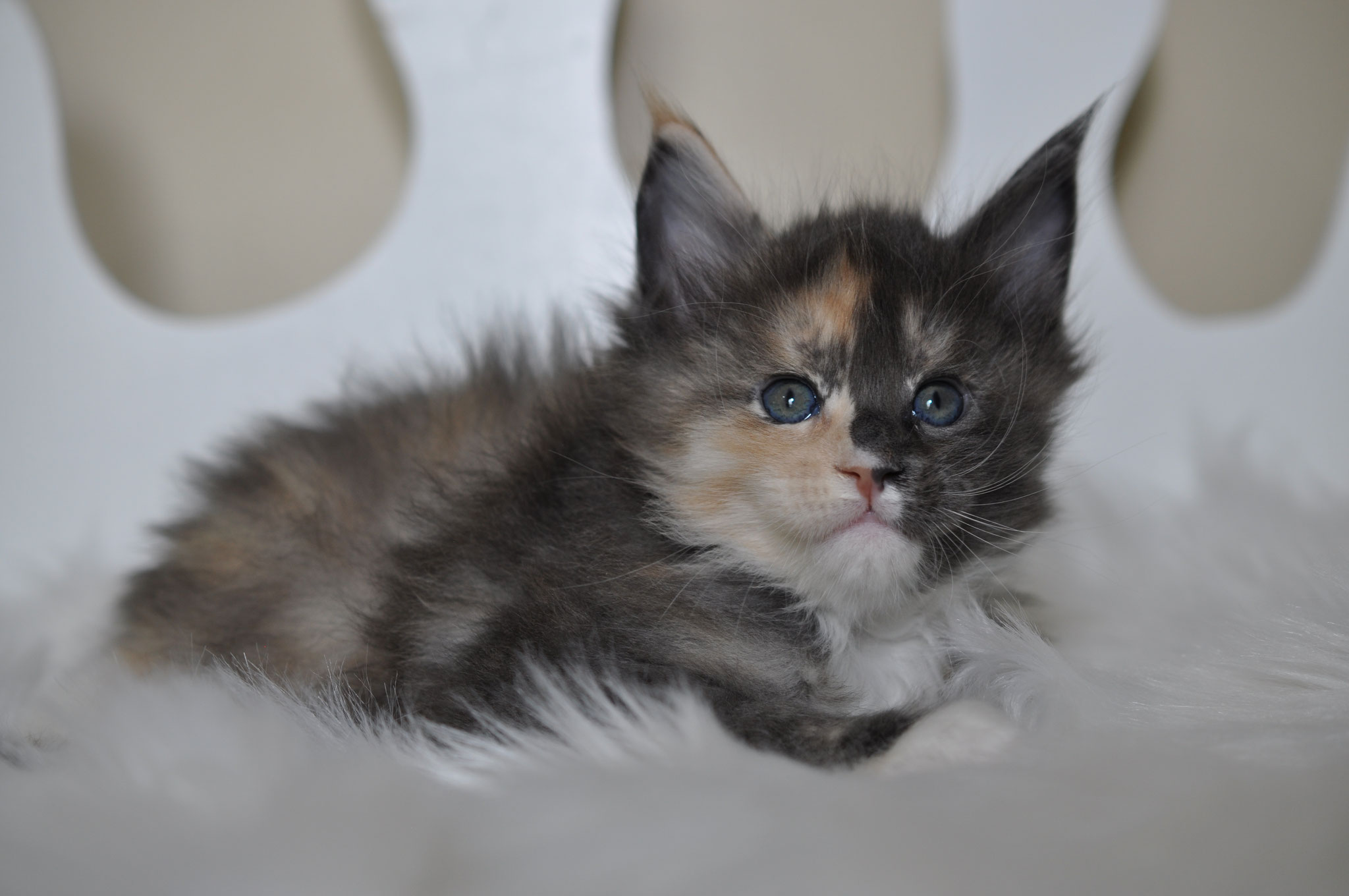 A kitten is laying on the floor in front of a white wall.