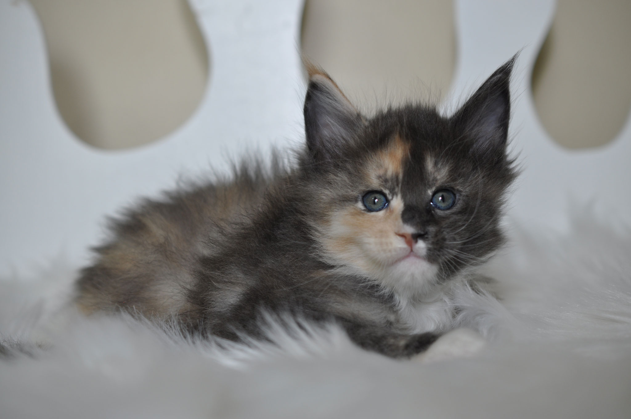 A cat laying on top of a white blanket.