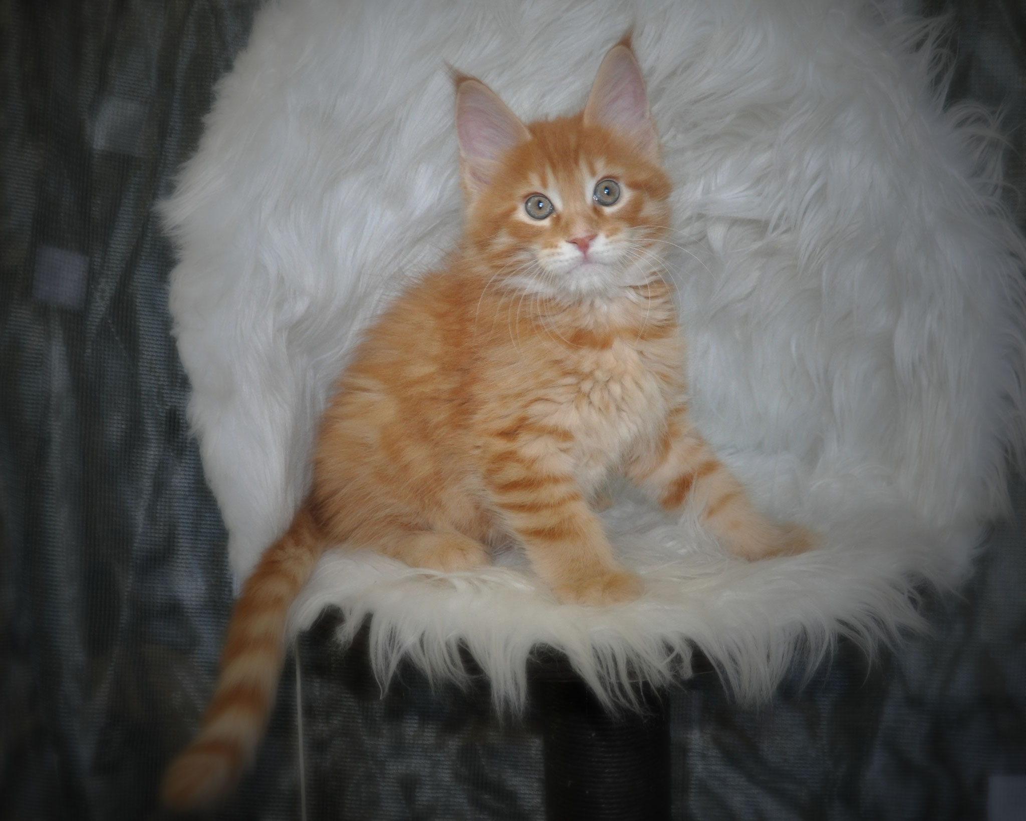 A cat sitting on top of a chair.