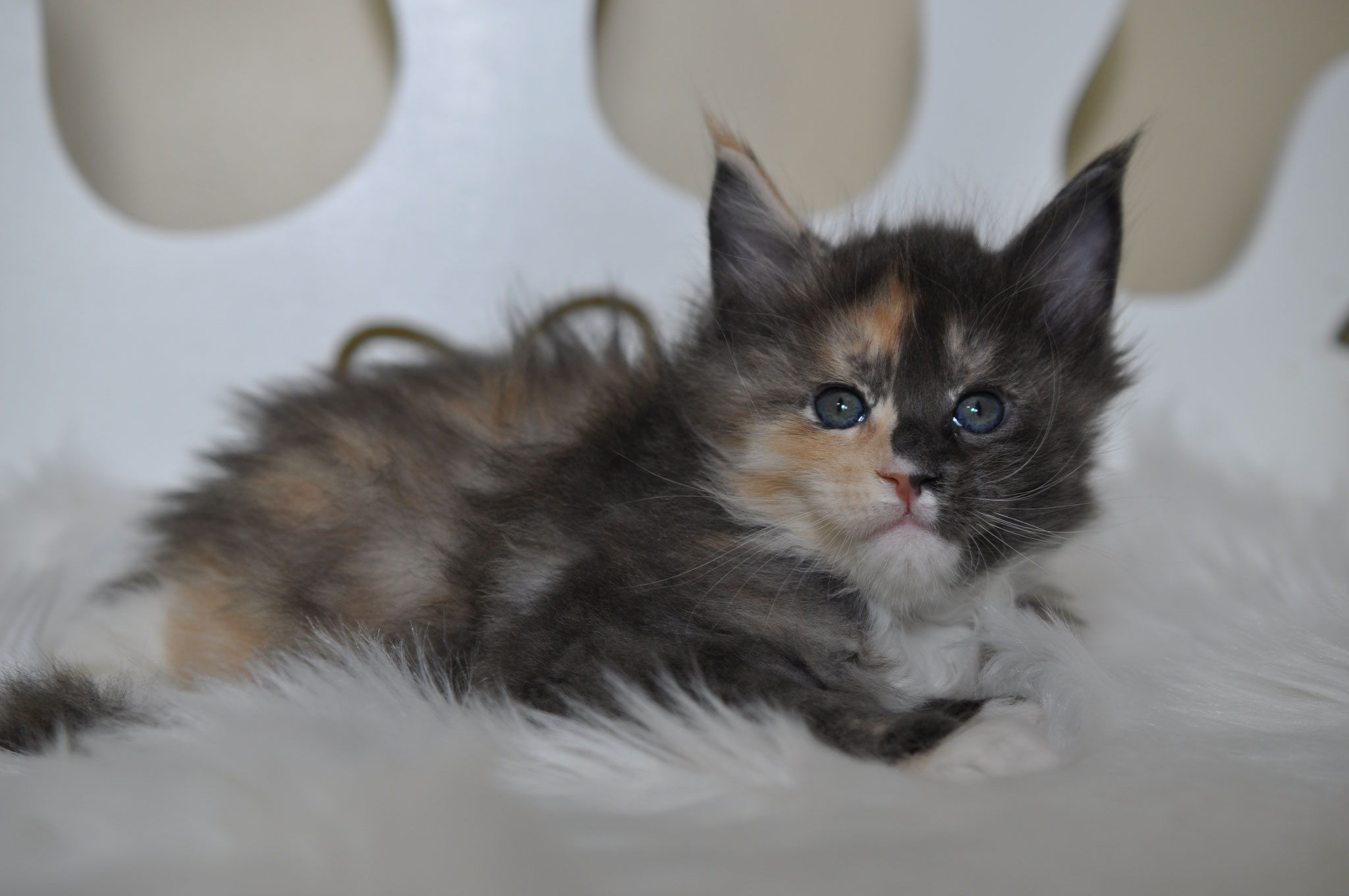 A fluffy kitten is laying on the floor.