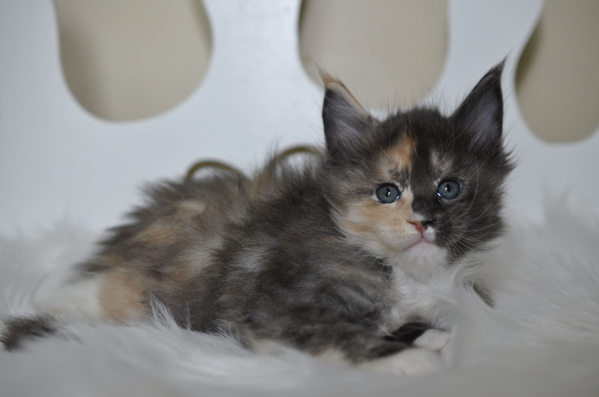 A kitten is laying on the floor in front of a mirror.