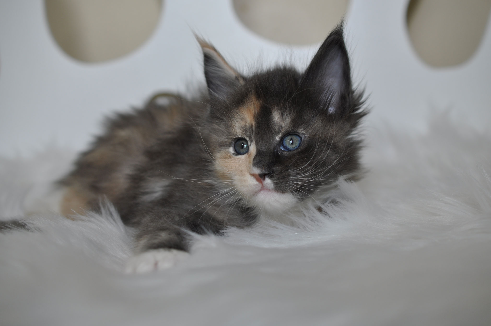 A cat laying on top of a white blanket.