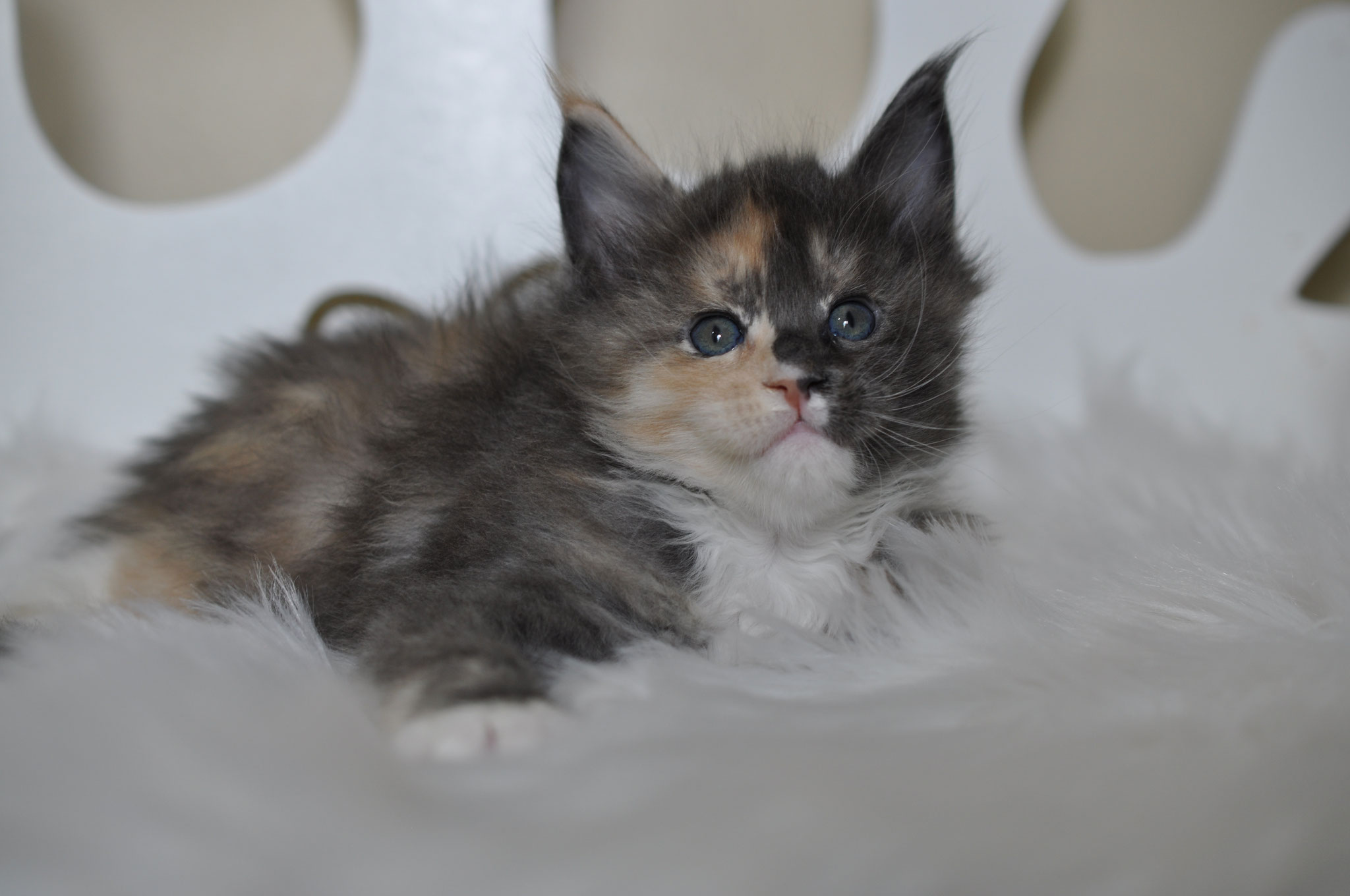 A fluffy cat is laying on the floor