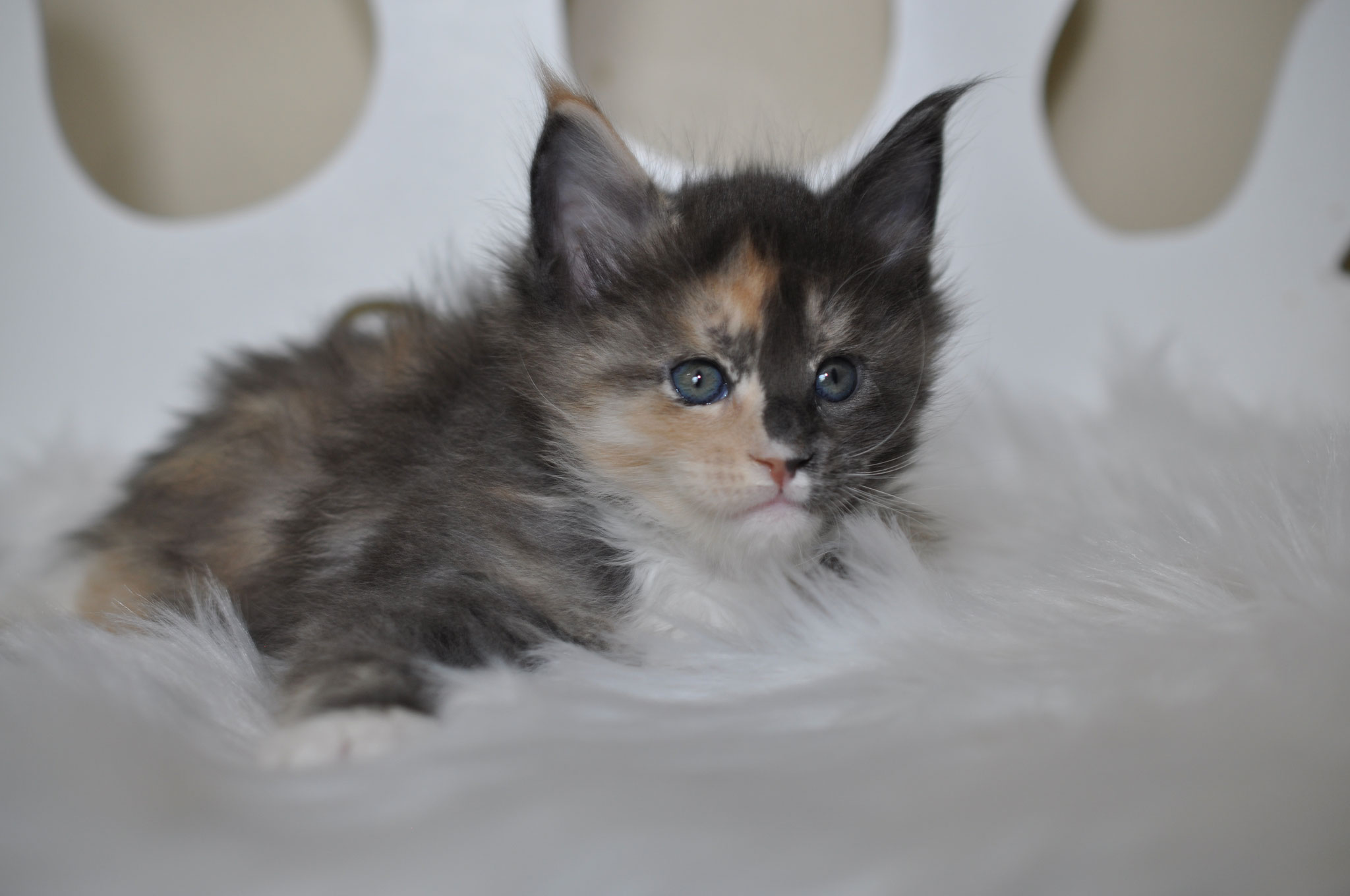A cat laying on top of a white blanket.