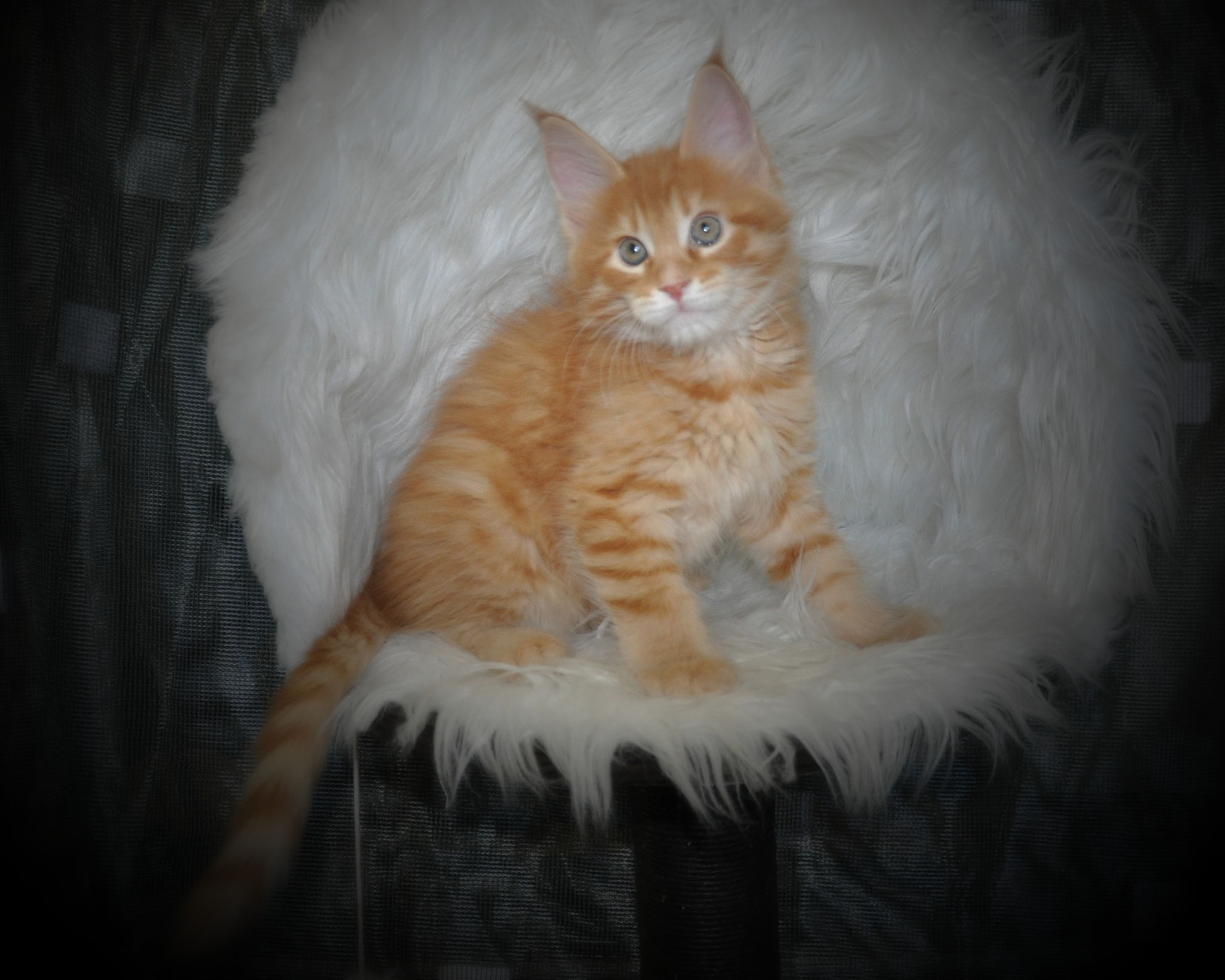 A cat sitting on top of a white chair.