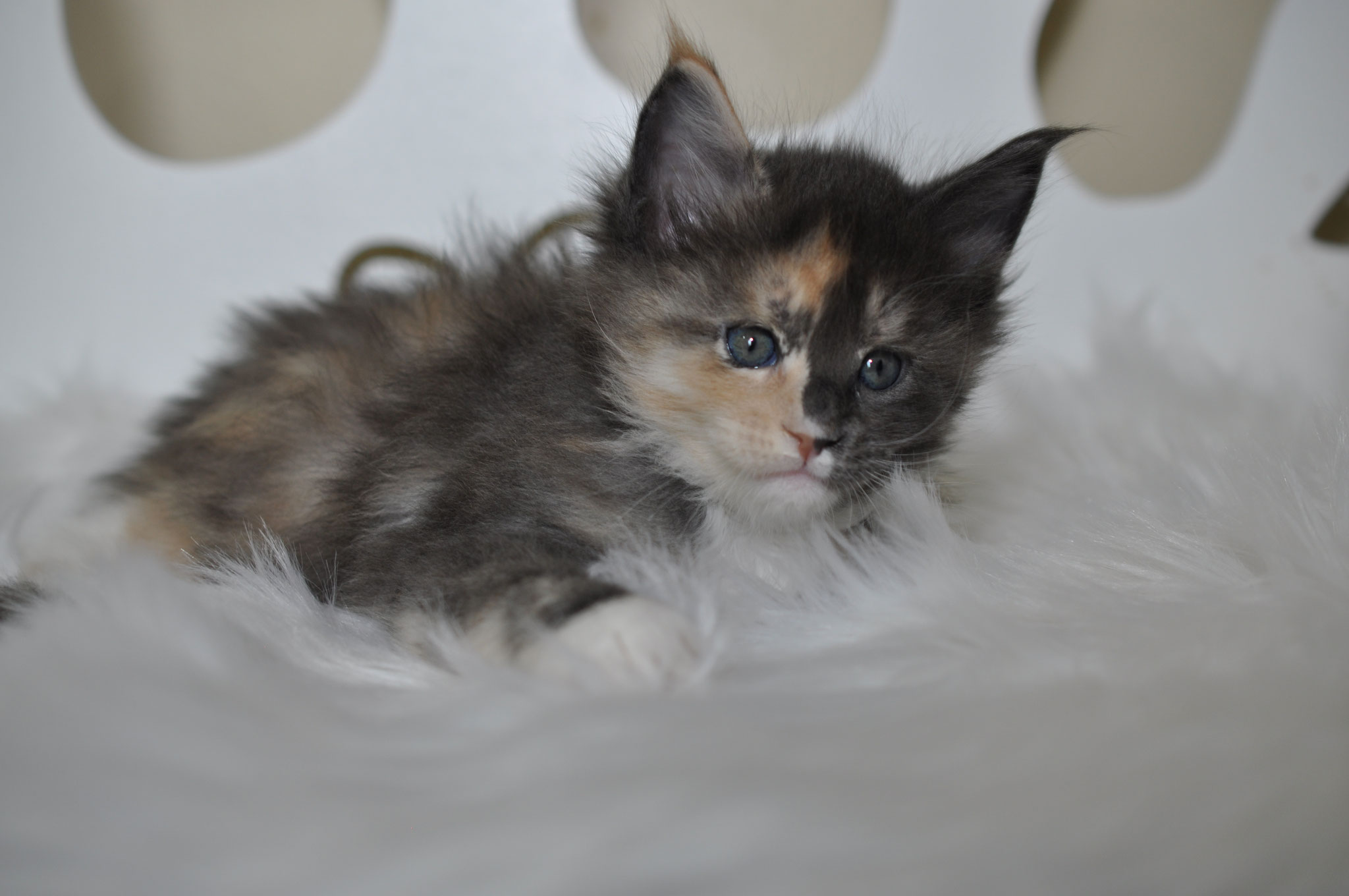 A cat that is laying down on the ground.