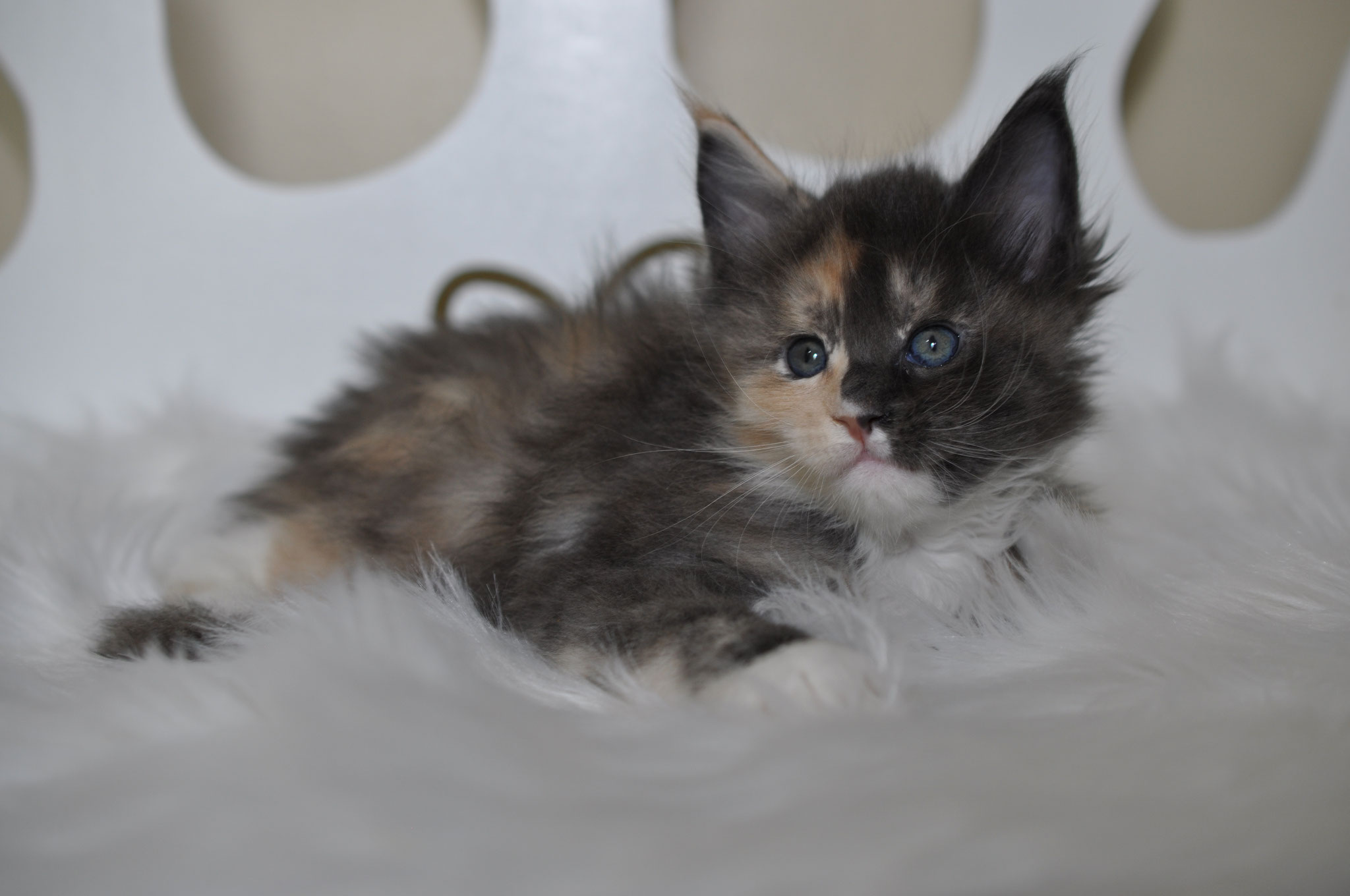 A cat that is laying down on some white fur