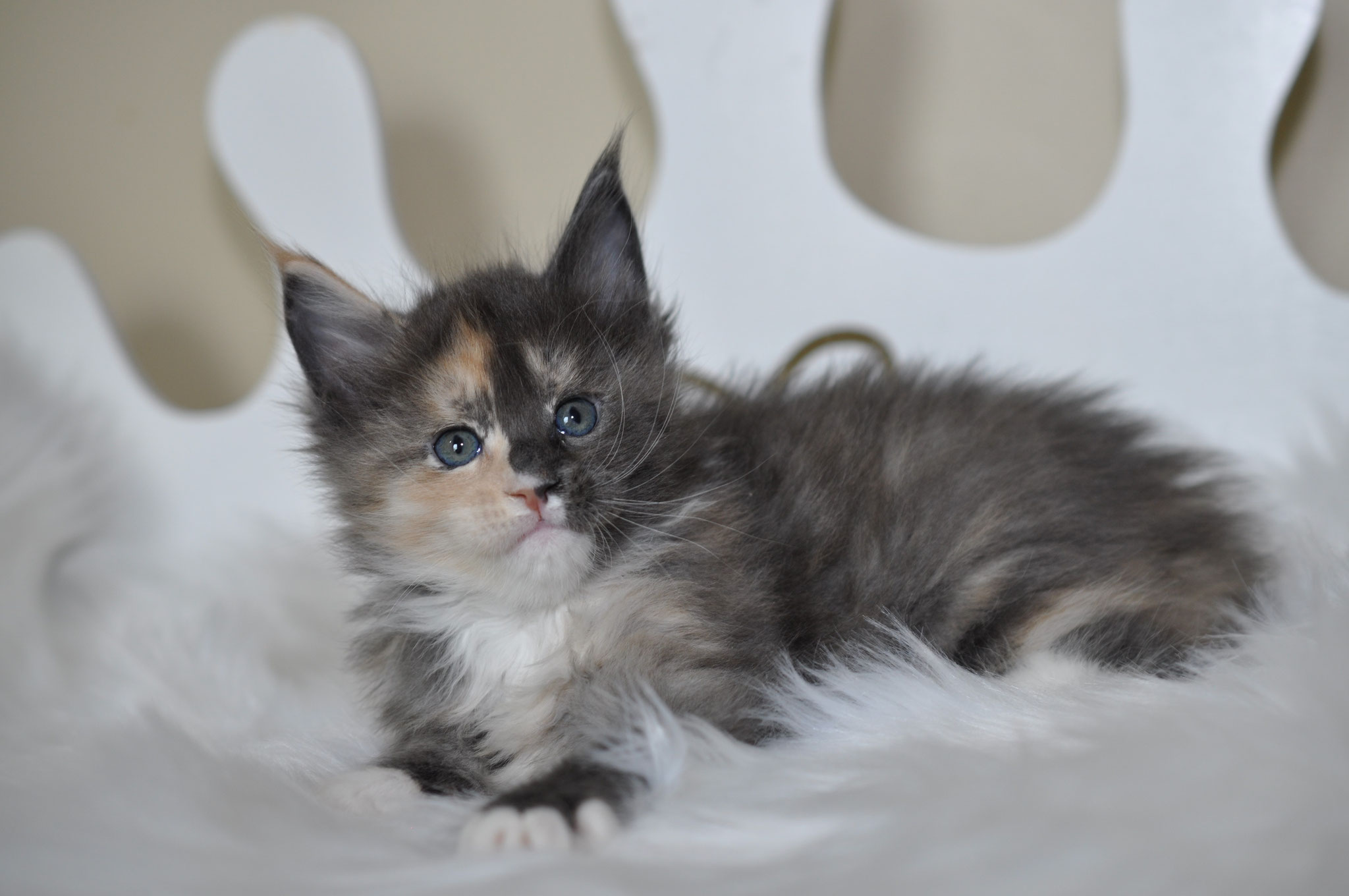 A kitten is laying on the white blanket.