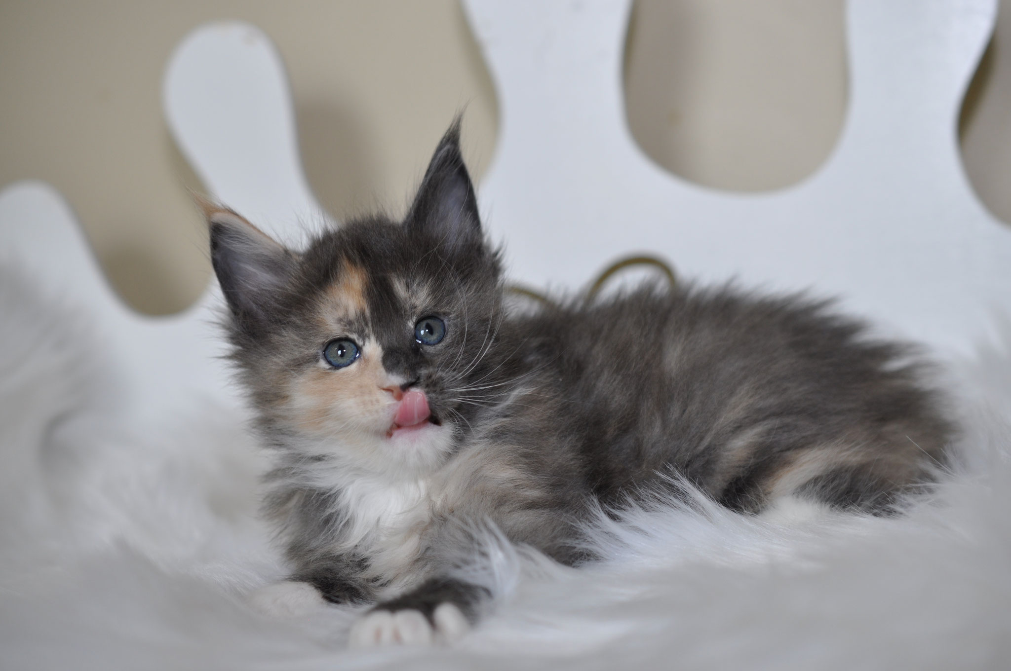 A kitten is laying on the white blanket.