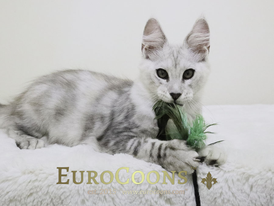 A cat is sitting on the bed and holding a toy.