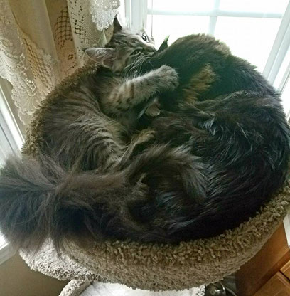 A cat is curled up on the floor