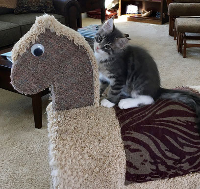 A cat sitting on top of a goose shaped bed.