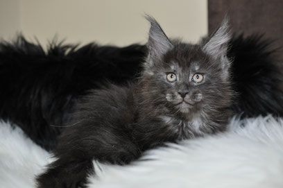 A black cat laying on top of a white blanket.