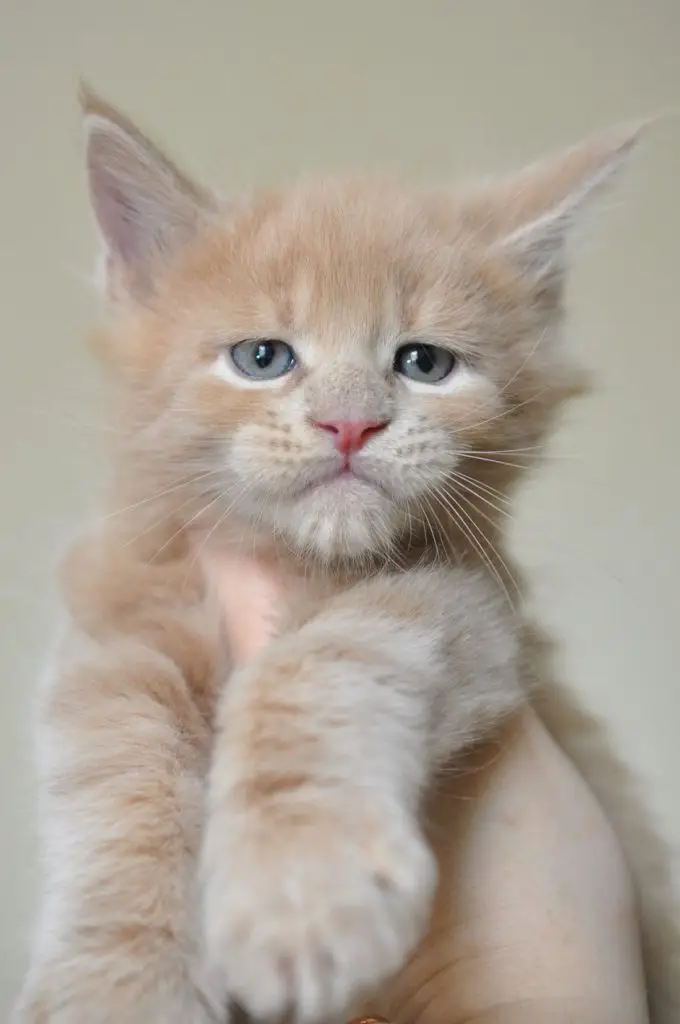 A cat sitting on top of a table.