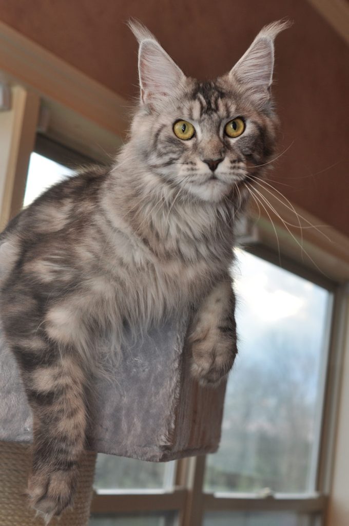 A cat standing on its hind legs in front of a window.