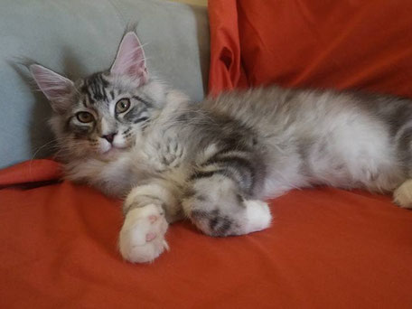 A cat laying on its back on the couch