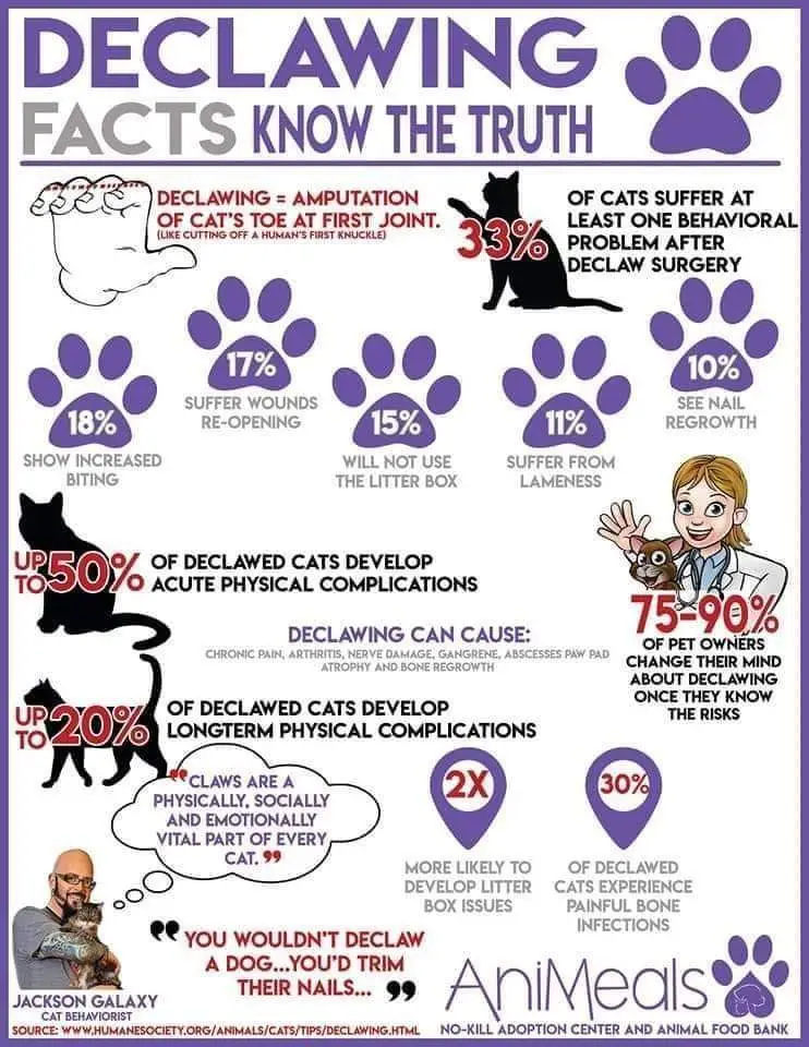 A cat infographic with the facts and figures.