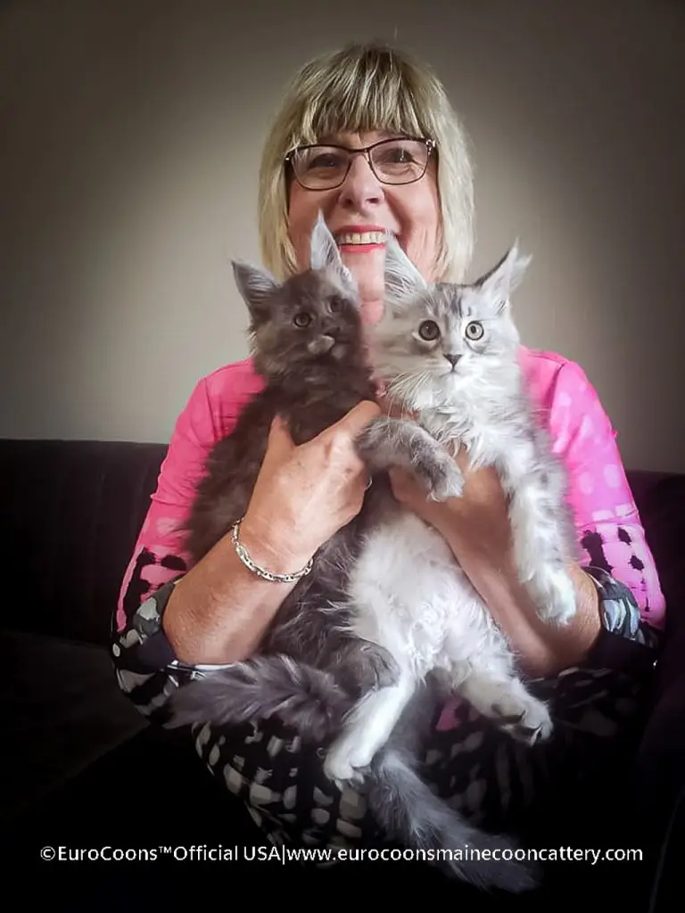 Buy Maine Coon Kittens - Purebred Maine Coon Cats & Kittens for Sale | EuroCoons USA