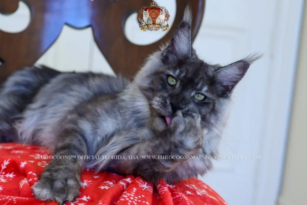 A cat sitting on top of a chair.