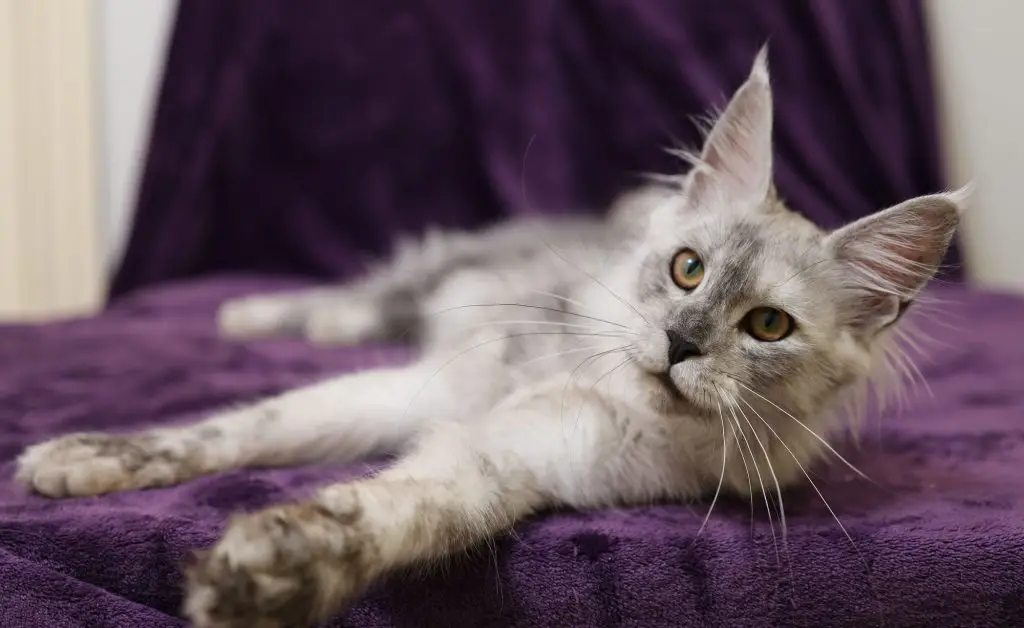 A cat laying on top of a purple blanket.