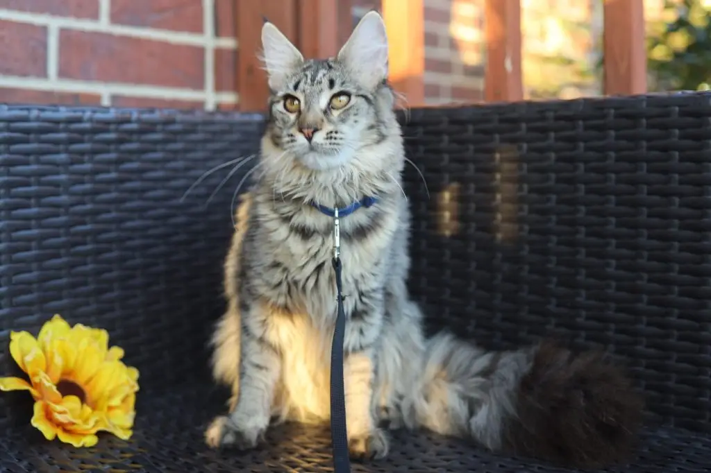 A cat sitting on top of a wicker chair.