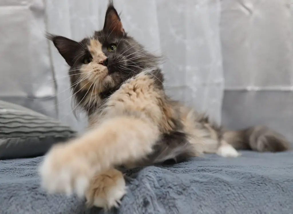 A cat is laying on the bed and stretching