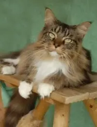 A cat standing on the back of a purple chair.