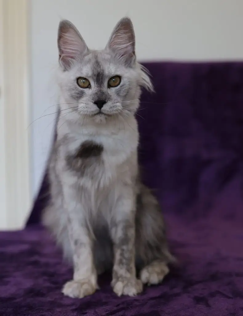 A cat sitting on top of a purple couch.