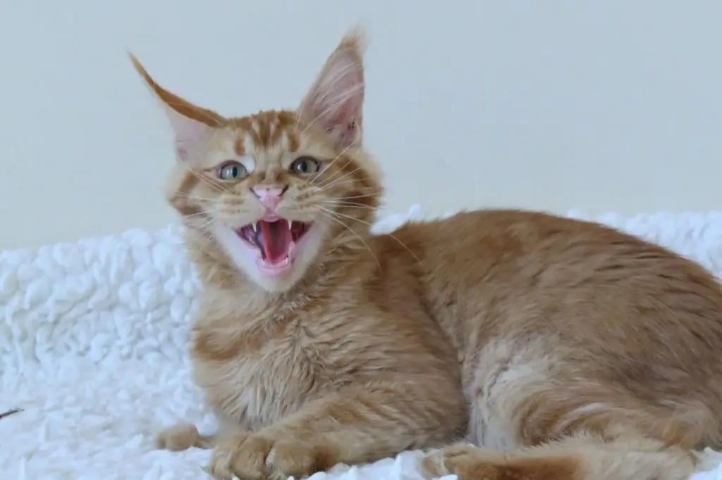 A cat is laying on the ground with its mouth open.
