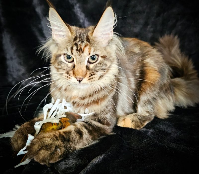 A cat is sitting on the couch with its paw in it's mouth.