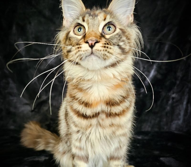 A cat with long whiskers sitting on top of a black background.